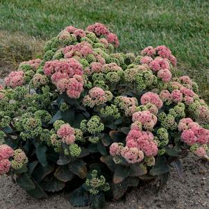 Sedum x 'Coraljade'