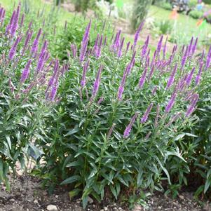 Veronica x 'Purple Leia'