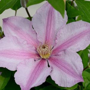 Clematis x 'Evipo077'