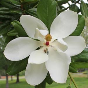 Magnolia grandiflora 'Southern'