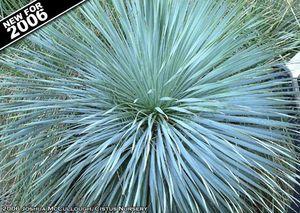 Yucca rostrara 'Sapphire Skies'
