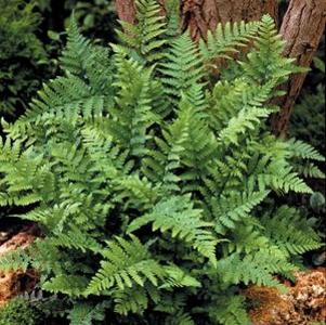 Dryopteris filix-mas 'Robusta'