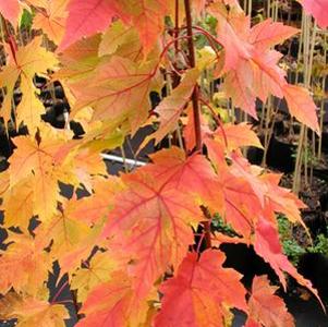 Acer rubrum 'Armstrong'