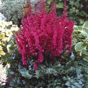 Astilbe chinensis 'Visions in Red'