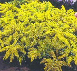 Solidago laurin 'Golden Fleece'