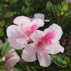 Rhododendron azalea x 'Robled'