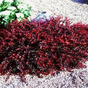 Berberis thunbergii 'Crimson Pygmy'