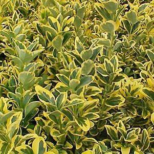 Euonymus japonicus 'Aureo-marginatus'