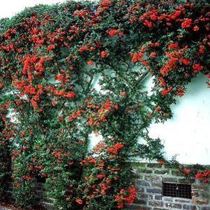 Pyracantha coccinea 'Kasan'