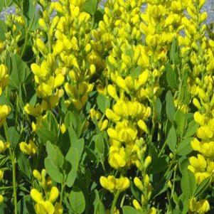 Baptisia sphaerocarpa 'Screaming Yellow'