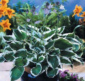 Hosta fortunei 'Minuteman'