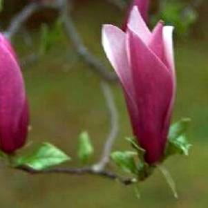Magnolia x 'Jane'