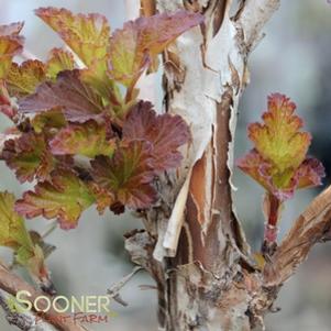 Physocarpus opulifolius 'Center Glow'