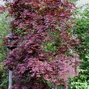 Acer palmatum 'Moonfire'