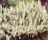 Salvia sylvestris 'Snow Hill'