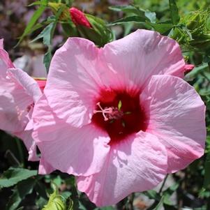 Hibiscus x 'Lady Baltimore'