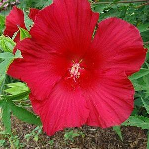 Hibiscus x 'Lord Baltimore'