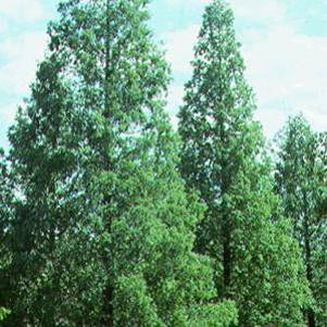 Metasequoia glyptostroboides ''