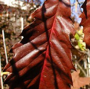 Quercus muehlenbergii ''