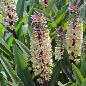 Eucomis comosa 'Oakhurst'