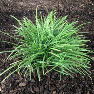 Ophiopogon japonicus 'Nana'