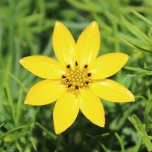 Coreopsis x 'Zagreb'