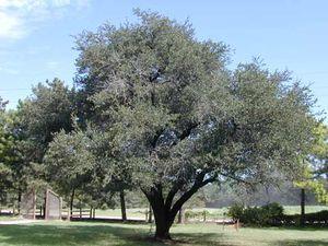 Quercus virginiana ''