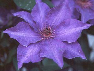 Clematis x patens 'The President'