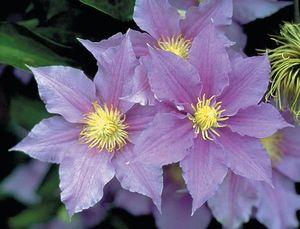 Clematis x 'Will Goodwin'