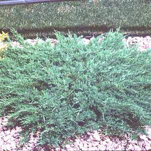 Juniperus horizontalis 'Plumosa compacta'