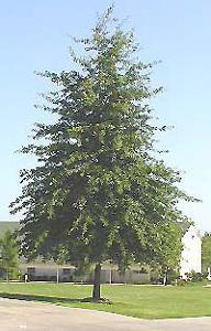 Quercus palustris ''