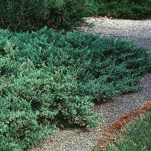 Juniperus chinensis 'Green Sargent'