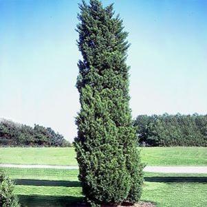 Juniperus virginiana 'Hillspire'