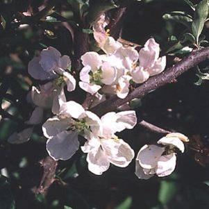 Chaenomeles speciosa 'Jet Trails'