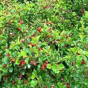 Cotoneaster apiculatus 'Cranberry'