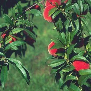 Prunus x 'Red Haven'