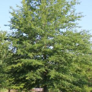 Quercus nigra ''