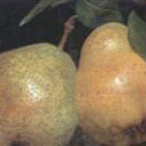 Pyrus communis 'Kieffer'