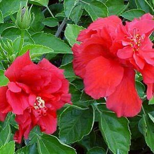 Hibiscus rosa-sinensis 'Cecilia'