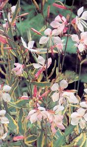 0 units available! Pre-Order Qty: 0