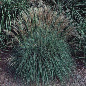 578 units available! Pre-Order Qty: 0