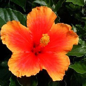 0 units available! Pre-Order Qty: 0