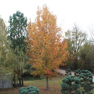 0 units available! Pre-Order Qty: 0