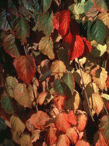 0 units available! Pre-Order Qty: 0