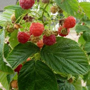 0 units available! Pre-Order Qty: 0