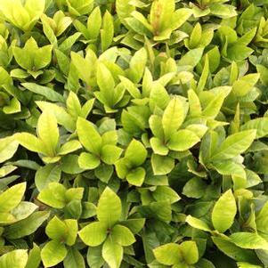 0 units available! Pre-Order Qty: 0