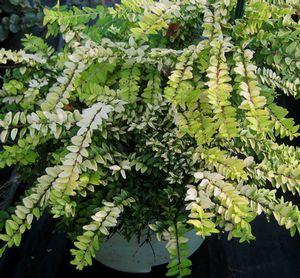 0 units available! Pre-Order Qty: 0