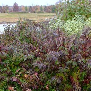 0 units available! Pre-Order Qty: 0