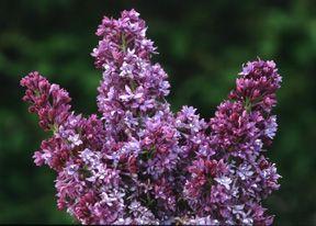 0 units available! Pre-Order Qty: 0