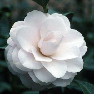 0 units available! Pre-Order Qty: 0